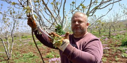Araban’da fıstık üreticileri tırtıl’la mücadele çalışması başlattı