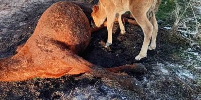 Annesini kaybeden tay, onu hâlâ emmeye çalıştı