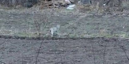 Tortum’da nesli tükenme tehlikesinde olan vaşak görüntülendi