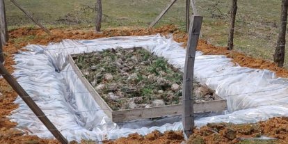 Düzce’de Çam Kese böceğiyle mücadele başladı