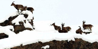 Zirvesi karla kaplı dağda gezinen dağ keçileri havadan görüntülendi