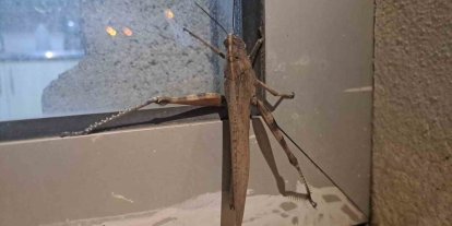 Gören bir daha baktı, boyutu şaşkınlık oluşturdu