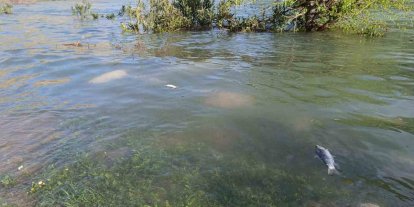 Dicle Nehri’nde balık ölümleri tedirgin etti
