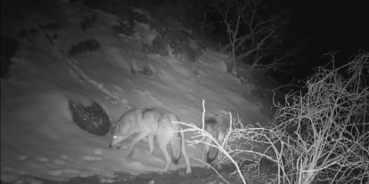 Fotokapana yansıyan yaban hayatında bahar hareketliliği