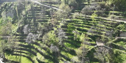 Dik yamaçta 60 yıllık emek, taş duvarlarla kurulan miras