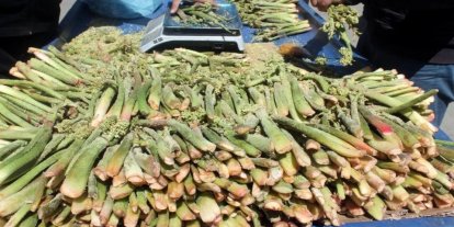 Yüksek rakımın lezzeti tezgâhlarda