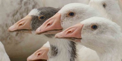 Anadolu kazına "milli kimlik": Anne hattı Yozgat, baba hattı Bandırma