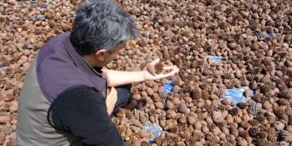 Kahramanmaraş’ta kızılçam tohumları sahaya hazırlanıyor