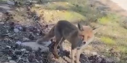 Bursa’da ilginç görüntüler