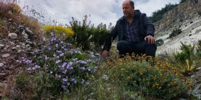 Dünyada sadece Aydın’da yetişen ’Küçük Çan’ yok olma tehlikesiyle karşı karşıya