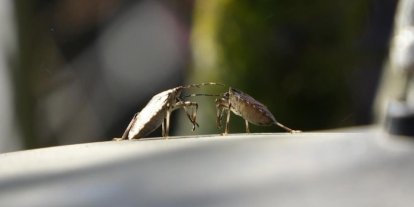 Kahverengi kokarcaya karşı mücadelede zehirli mantarlardan yararlanılacak