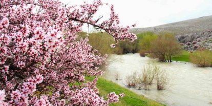 Hurman Çayı çevresinde yabani bademler pembe çiçek açtı
