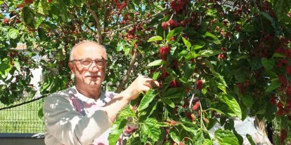 Burhaniye’de baharın ilk meyveleri dutlar kendini gösterdi