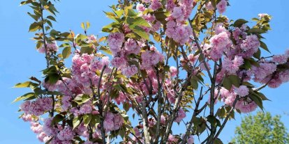Çark Deresi kıyısında sakura güzelliği