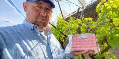 Sarıgöl Ovası’nda üzüm bağlarında "Fenomen Tel" seferberliği