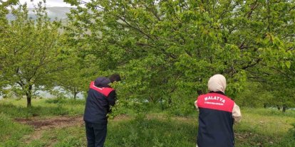 Malatya’da dolu sonrası hasar tespit çalışmaları başlatıldı