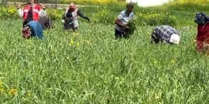 AB tescilli araban sarımsağında yabancı ot temizliği sürüyor