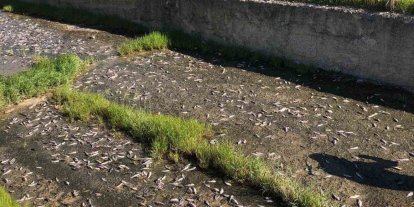 Tekirdağ’da gölde toplu balık ölümleri yaşandı