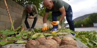 Ceviz üreticilerine antraknoz uyarısı