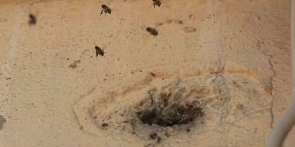 Yıllardır mahalleyi mesken tutan arıları çocukların attığı taş kızdırdı