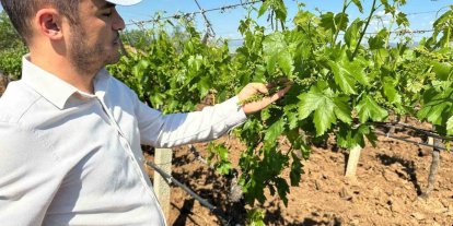 Sarıgöl bağlarında 3K hamlesi