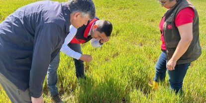 Hububat ta görülen süne ve diğer zararlılara karşı kontroller başladı