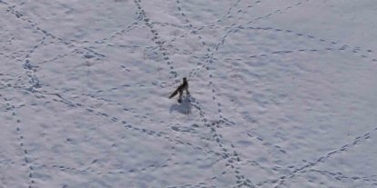 Van’da tilkinin avı dron kamerasına yansıdı