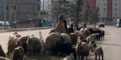 Koyunlar refüjde otladı, sürücüler bekledi