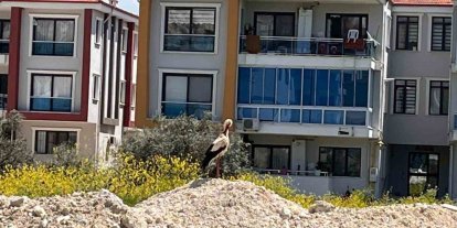 Yatağan’ı leylekler mesken tuttu