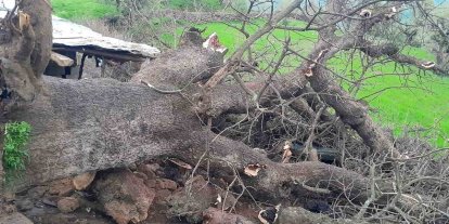 Derecik’te üzerine ağaç devrilen ağıldaki 4 keçi telef oldu