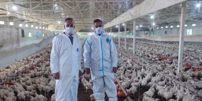 Aydın’da kanatlı üretimi 71 işletmede sürüyor