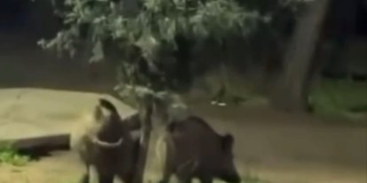 Bursa’da domuzlar piknik alanlarına indi