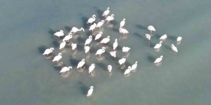 Van Gölü havzasının zarif misafirleri: Allı turnalar Erçek Gölü’ne gelmeye başladı