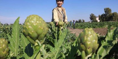 Akademisyen çiftçinin 7 yıl süren emekleriyle 120 dönüm alana yaydığı enginar üretiminde hasat başladı