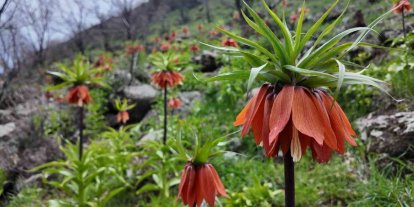 Bingöl’de ters laleler görsel şölen sunuyor: Koparmanın cezası 700 bin TL