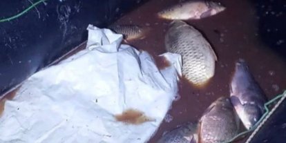 Bolu’da 350 kilo sazan kurtarıldı