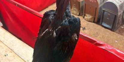 Alanya’da horoz dövüşüne jandarma baskını: 11 kişiye 143 bin TL ceza