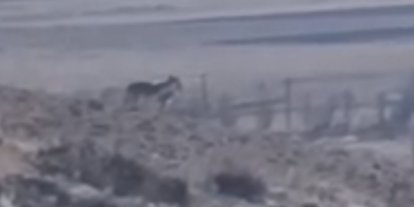 Özalp’te sürüye saldırmak için fırsat kollayan kurtlar görüntülendi