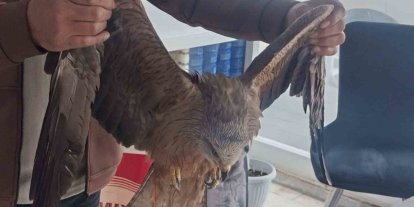 Sivas’ta yaralı bulunan Kızıl şahin koruma altına alındı