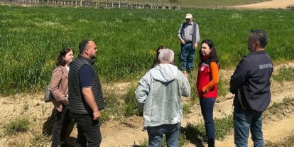 Sarıgöl’de incir hamlesi