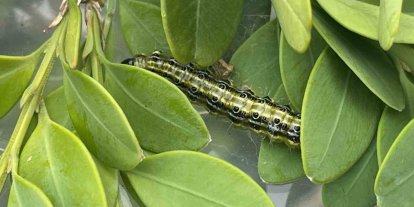 Artvin’de şimşir güvesine karşı biyolojik mücadele sürüyor