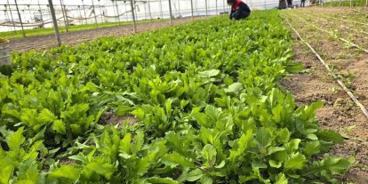 Tere ve roka üretilen seralardan denetim