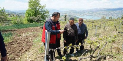 Kahramanmaraş’ta Kabarcık Üzüm’e koruma hamlesi