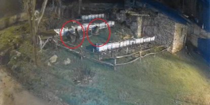 Bayburt’ta iki farklı arılığı talan eden ayılar köpek havlayınca kaçtı