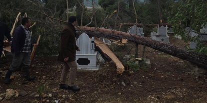 Adıyaman’da fırtına da ağaçlar devrildi