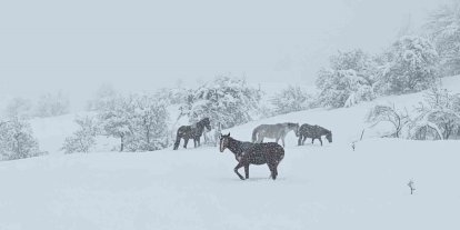 Bolu’da yılkı atları karlar altında görüntülendi