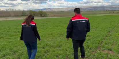 Aydıntepe’de hububat ekili alanlarda hastalık ve zararlı kontrolü yapıldı