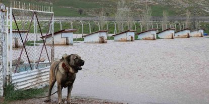 Dünyaca ünlü Anadolu aslanlarının yuvaları sular altında kaldı