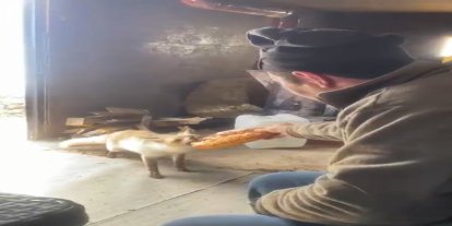 Ahlat’ta tilki ile işçilerin dostluğu gülümsetiyor