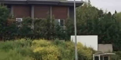 Aç kalan domuz sürüsü, gündüz şehir merkezine indi